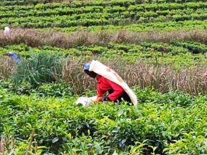 Teepflückerin in Sri Lanka